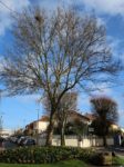 Journaux - Clamart Accueil